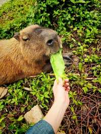 Hainan, where you enjoy the sea, animal, shopping