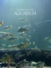 มาดูปลาที่ Chiang Mai Zoo Aquarium 🐠🫧