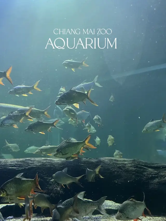 มาดูปลาที่ Chiang Mai Zoo Aquarium 🐠🫧
