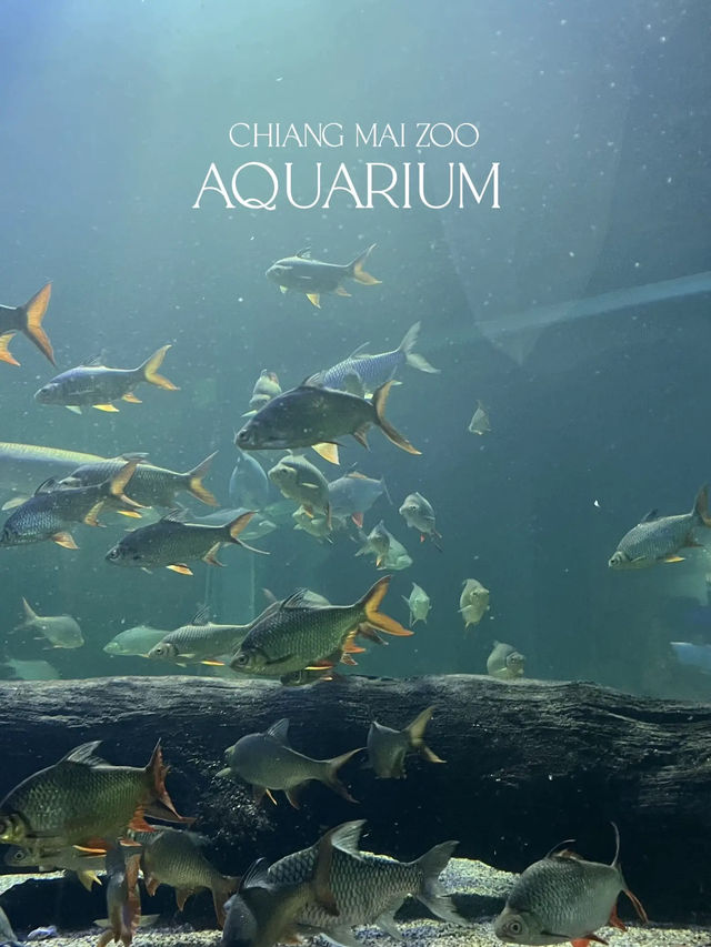 มาดูปลาที่ Chiang Mai Zoo Aquarium 🐠🫧