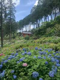 【京都🇯🇵】あじさい寺へ💐