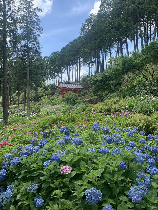 【京都🇯🇵】あじさい寺へ💐