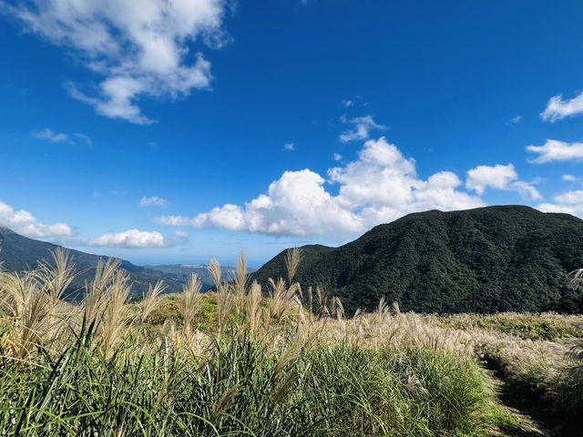 秋芒。金包里大道（魚路古道）