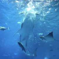 沖繩美麗海水族館：潛入世界最大水槽『黑潮之海』的夢幻藍！」  