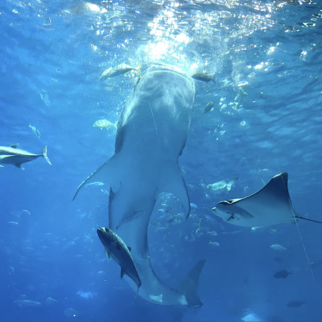沖繩美麗海水族館：潛入世界最大水槽『黑潮之海』的夢幻藍！」  