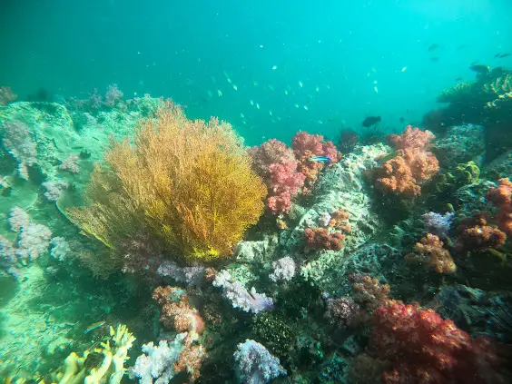 Diving at Koh Lipe, Satun
