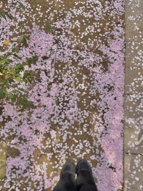 🌸 연남 벚꽃 카페 후기 🍰