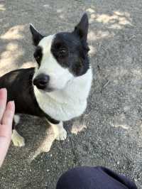 【群馬🐴】世界の名犬牧場で触れ合い放題🐶💕