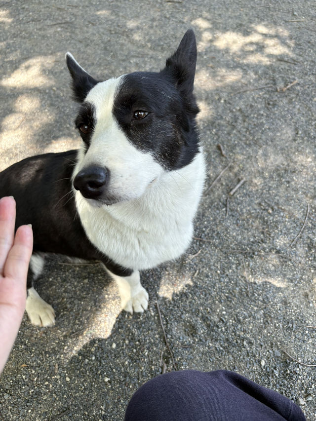 【群馬🐴】世界の名犬牧場で触れ合い放題🐶💕