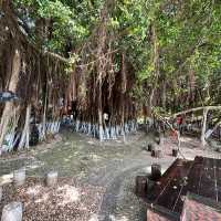 🌴 The Silent Witness: Hulishan’s Ancient Banyan Tree Whispers War & Peace!