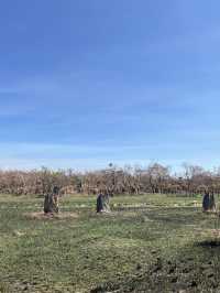 達爾文 🧭走進「白蟻墓園」：Magnetic & Cathedral Termite Mounds
