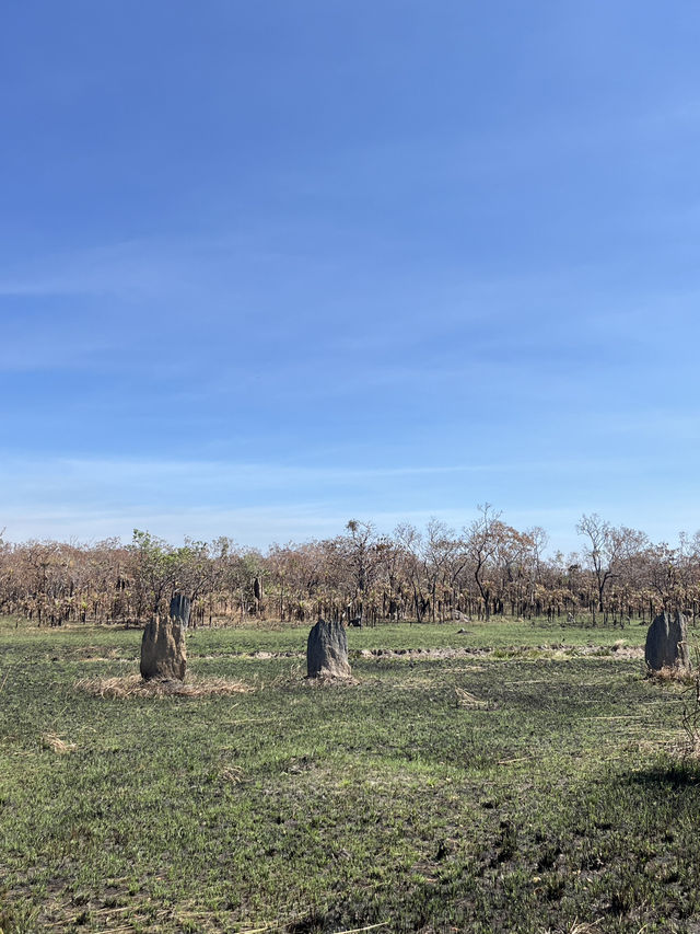 達爾文 🧭走進「白蟻墓園」：Magnetic & Cathedral Termite Mounds