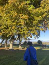 🌞白天版陶波湖真的巨好拍！旁邊還藏著一片金黃色的發呆公園🍂