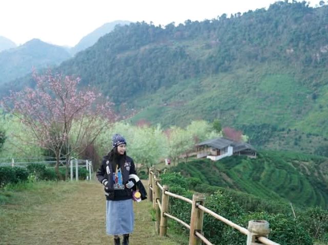 ไร่ชา2000สวยมาก