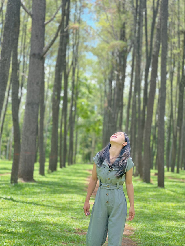 จุดที่ต้องแวะถ่ายรูปเมื่อมาเชียงใหม่  สวนสนแม่แตง