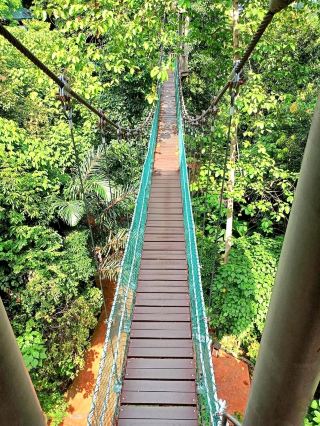 KL Eco Forest Park & Canopy Walk: A Green Escape in the City