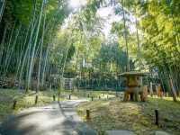 🌸 Arai Joshi Koen – Cherry Blossoms & Sea Views in Manazuru