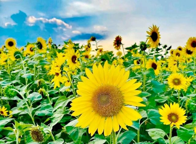 花博大佳河濱公園向日葵花海