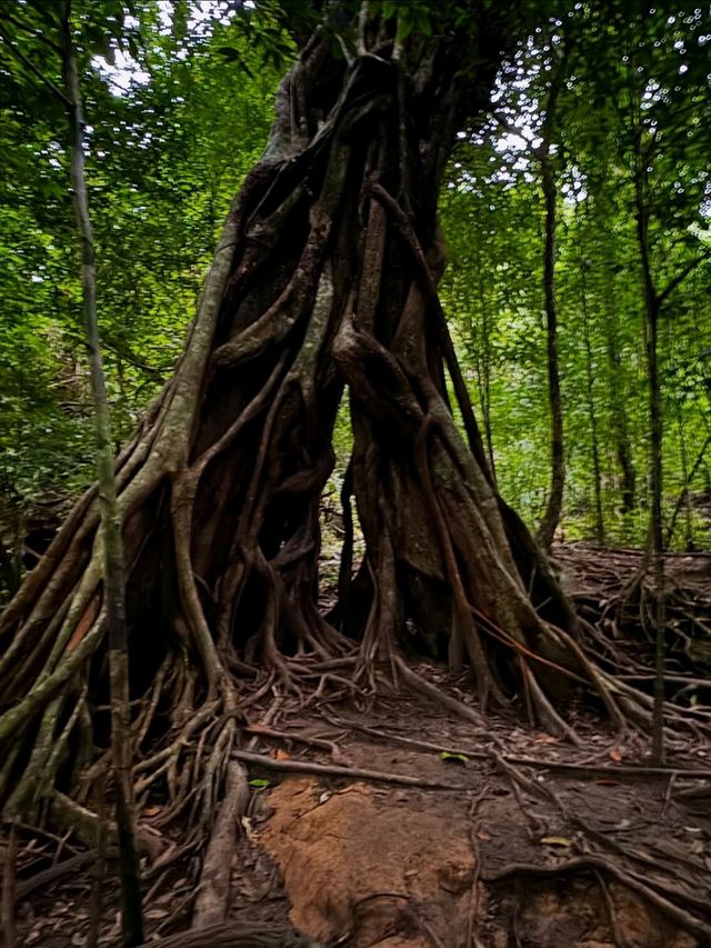 Jungle Feels & Limestone Dreams