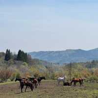 🌄伊香保綠色牧場～馬兒樂園 🐎