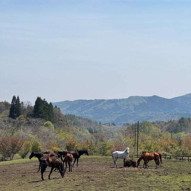 🌄伊香保綠色牧場～馬兒樂園 🐎