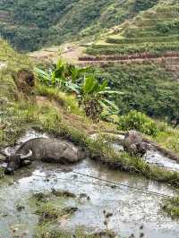 BATAD RICE TERRACES