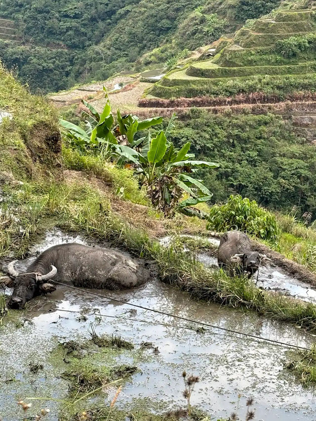BATAD RICE TERRACES