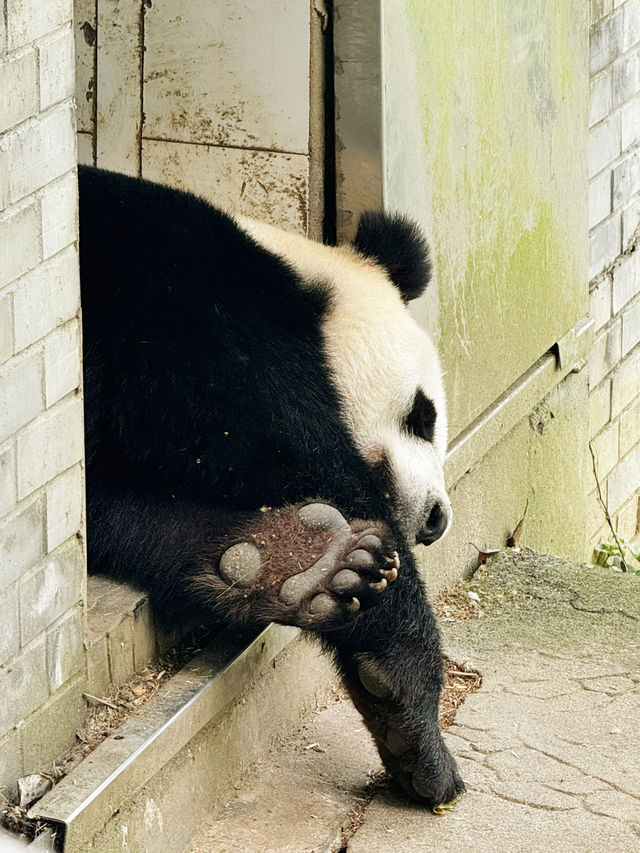 熊貓之都的慢旅行
