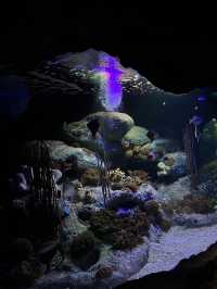 Underwater  world pattaya
