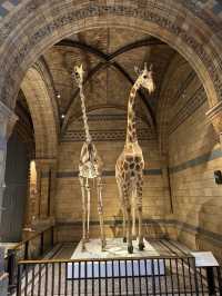 아이와 함께 가기 좋은 박물관 1위 – Natural History Museum