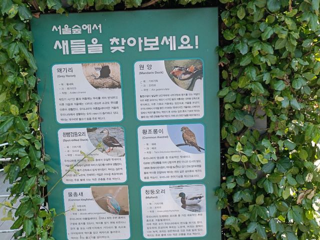 都市綠洲，首爾林的自然公園。