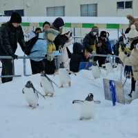 Charming Otaru Escape: 2-day Cultural & Culinary Journey from Sapporo