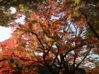 夜楓點燈絕美之東京六義園
