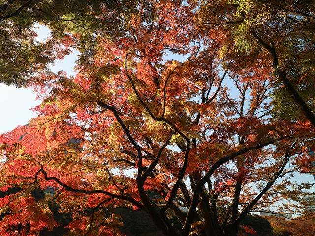 夜楓點燈絕美之東京六義園
