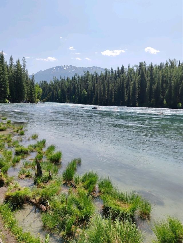 Turquoise Waters and Pine Forests by Kanas Lake