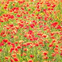 Solo Escape to Olympic Park’s Wildflower Field: Seoul’s Natural Sanctuary** 🌼🌿  