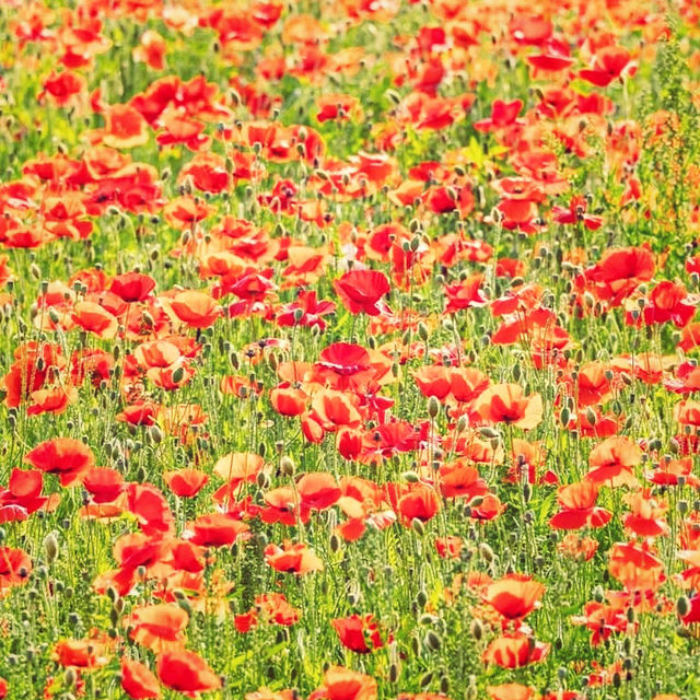 Solo Escape to Olympic Park’s Wildflower Field: Seoul’s Natural Sanctuary** 🌼🌿  