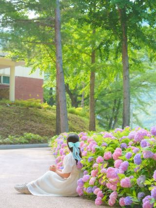 Colorful Hydrangea Path at Janggae Tourist Site in Okcheon