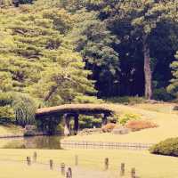 Rikugien Garden: A Solo Traveler’s 300-Year-Old Paradise in Central Tokyo"** 🌸🏯  