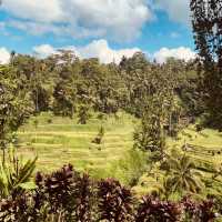 🌾✨ *Tegalalang Rice Terrace: Bali’s Iconic Emerald Staircase* ☀️🌿