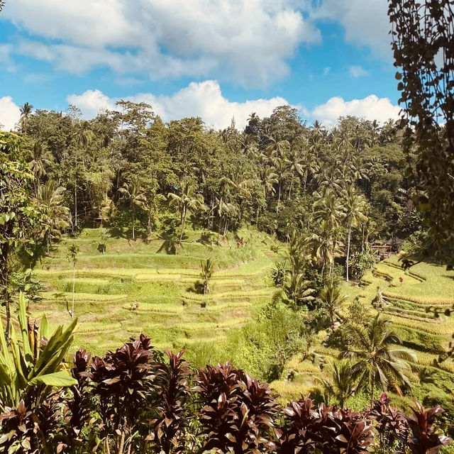 🌾✨ *Tegalalang Rice Terrace: Bali’s Iconic Emerald Staircase* ☀️🌿