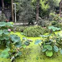 🎋 Chengdu People’s Park 成都人民公园 | A Window into Local Life