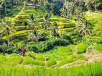 Bali's Scenic Gem: Tegalalang Rice Fields