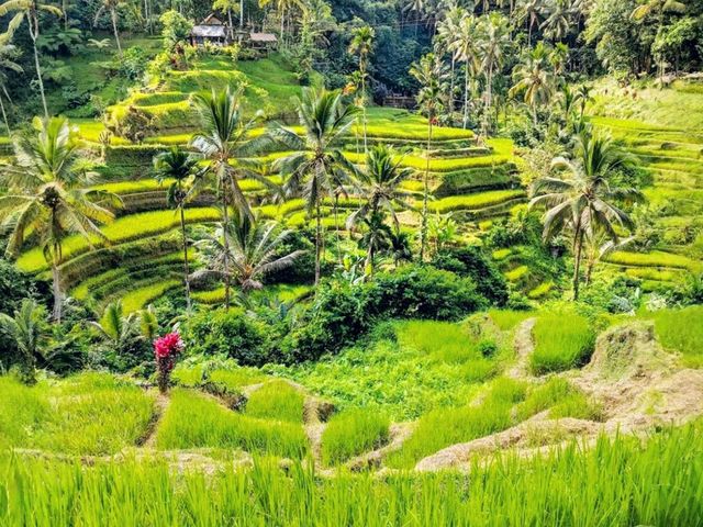 Bali's Scenic Gem: Tegalalang Rice Fields