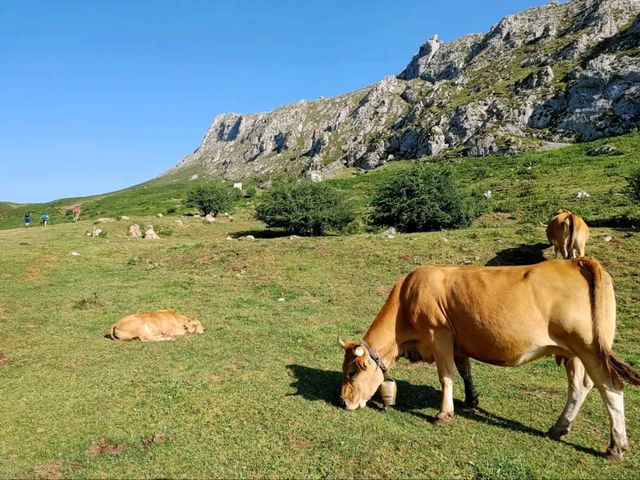 Rolling Hills and Cow Bells at Collado de Pandébano