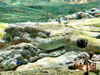 Meadow Magic Under the Sea!