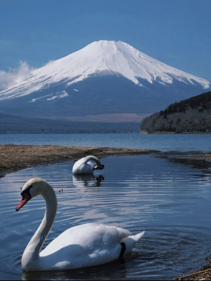 #7月好去處2025 
打卡富士山經典的明信片風景！從波光粼粼的山中湖，到ins爆紅的羅森便利店，再到彷彿通向天空的日川時計店——這條路線專為富士山設計
	
🌅 第一站：山中湖（Lake Yamanaka）
📍 地址：山梨県南都留郡山中湖村
富士五湖之一，湖面開闊，天氣好時能清晰看到富士山倒影。推薦在湖畔散步或租自行車騎行
	
🌿 第二站：忍野八海
📸：
被譽為「日本九寨溝」，由八個清澈的泉水池組成，水質透明見底，茅草屋與富士山同框：在「湧池」旁的木棧道，用廣角鏡頭納入傳統茅草屋、水車與雪山，日系電影感拉滿。
	
🍡美食：
忍野名物草餅：艾草麻糬包裹紅豆餡，150日元/個，村口老奶奶攤位現做現賣。
富士山雪水豆腐：用忍野八海泉水製作的冷奴豆腐，淋上醬油和木魚花，口感清甜。
	
🏪 第三站：羅森便利店
📸：
「便利店與神山」：站在馬路對面用24mm廣角鏡頭拍攝，便利店藍色招牌與白色富士山形成冷暖對比，建議等待無車時抓拍。
限定「富士山形狀仙貝」「雪頂草莓大福」，適合當拍照道具。
	
🌸 第四站：河口湖大石公園（Oishi Park）
春季有薰衣草，夏季綠意盎然，秋季蘆葦搖曳，每個季節都有不同美景，還能買到富士山限定伴手禮。
	
🛤 第五站：日川時計店
📸
ins超火的「天梯小鎮」，街道盡頭就是富士山，彷彿通向天空的階梯。
