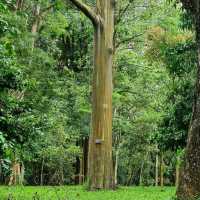 Royal Botanical Gardens (Peradeniya)
