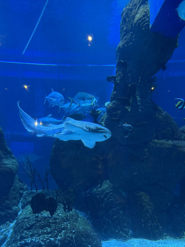 Aquarium in a mall?? Only at Jakarta Aquarium and Safari! Aquarium in a mall?? Only at Jakarta Aquarium and Safari!