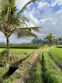 🌾 Morning Bliss in Ubud’s Green Heart